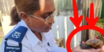 In Shock|| See what a Nigerian was caught illegally importing into the country