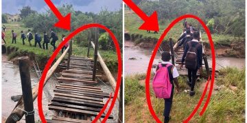 EFF Councillor Received R50 000 After Building This Bridge For School Children In Bushbuckridge