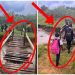 EFF Councillor Received R50 000 After Building This Bridge For School Children In Bushbuckridge