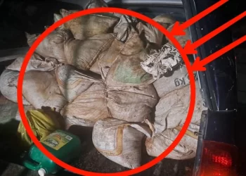 South Africa is finished|| Look over 100 illegal foreigner were caught bringing into the country