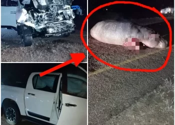 PICS: A driver of bakkie nearly lost his life after this happened on the road last night