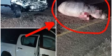 PICS: A driver of bakkie nearly lost his life after this happened on the road last night