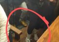 Watch Dr Nandipha Struggle To Walk In Court Because This Was Around Her Legs