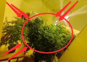 SAPS found a secret room while conducting a search on a property, look at what officers discovered