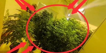 SAPS found a secret room while conducting a search on a property, look at what officers discovered