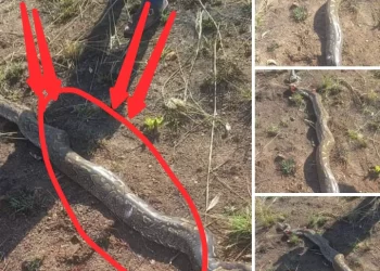 A lady escaped death after zipping down to urinate only to find this strange thing beside her