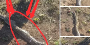 A lady escaped death after zipping down to urinate only to find this strange thing beside her