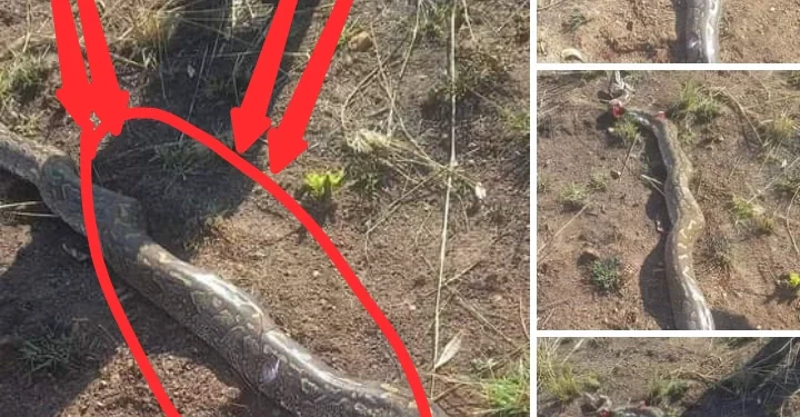 A lady escaped death after zipping down to urinate only to find this strange thing beside her