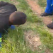 A man was brutally beaten by the community for stealing cows see the video