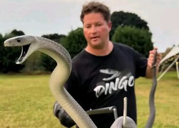 Renowned Snake Handler Dingo Dinkelman Dies After Green Mamba Bite, Leaving Lasting Legacy in Reptile Conservation