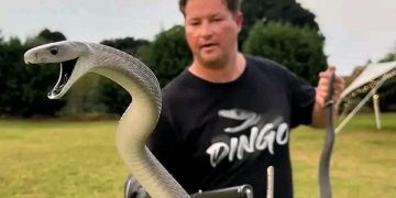 Renowned Snake Handler Dingo Dinkelman Dies After Green Mamba Bite, Leaving Lasting Legacy in Reptile Conservation