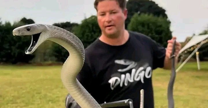 Renowned Snake Handler Dingo Dinkelman Dies After Green Mamba Bite, Leaving Lasting Legacy in Reptile Conservation