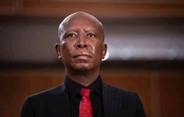 Long-Running Allegations Against Malema Draw Fresh Attention