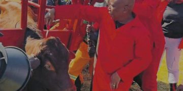 Julius Malema’s Calf Feeding Video Gets South Africans Talking