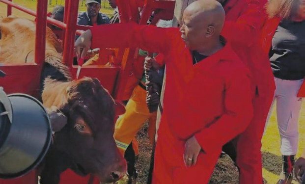 Julius Malema’s Calf Feeding Video Gets South Africans Talking
